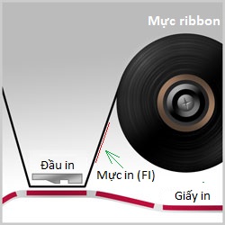 cuộn mực phủ mặt trong và bám mặt ngoài